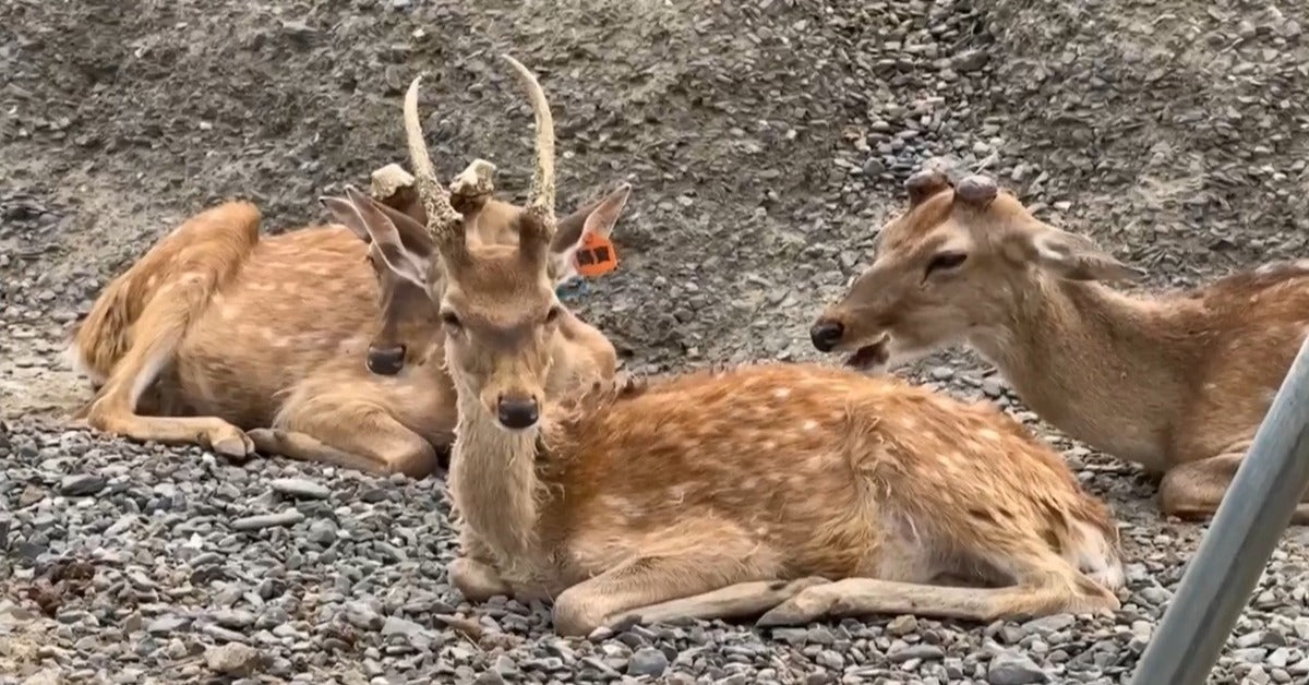 有害動物 韓國開放撲殺梅花鹿