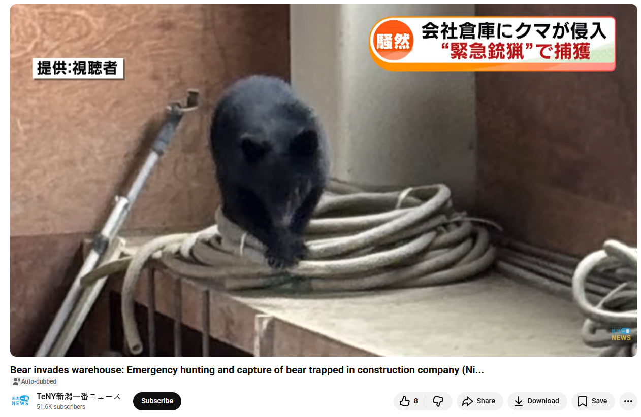 日本熊害爆不停！黑熊闖公司「反鎖自己5小時」 5員工嚇壞逃難